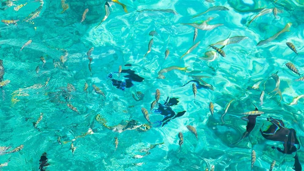 פריפורט The Marlin At Taino Beach Resort מראה חיצוני תמונה